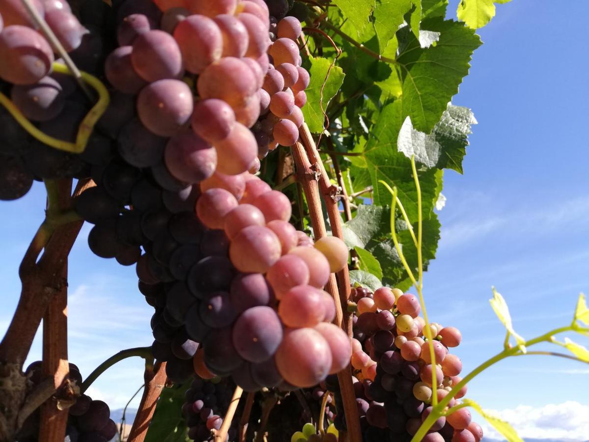 Ansitz Grustdorf Daire Appiano Sulla Strada Del Vino Dış mekan fotoğraf