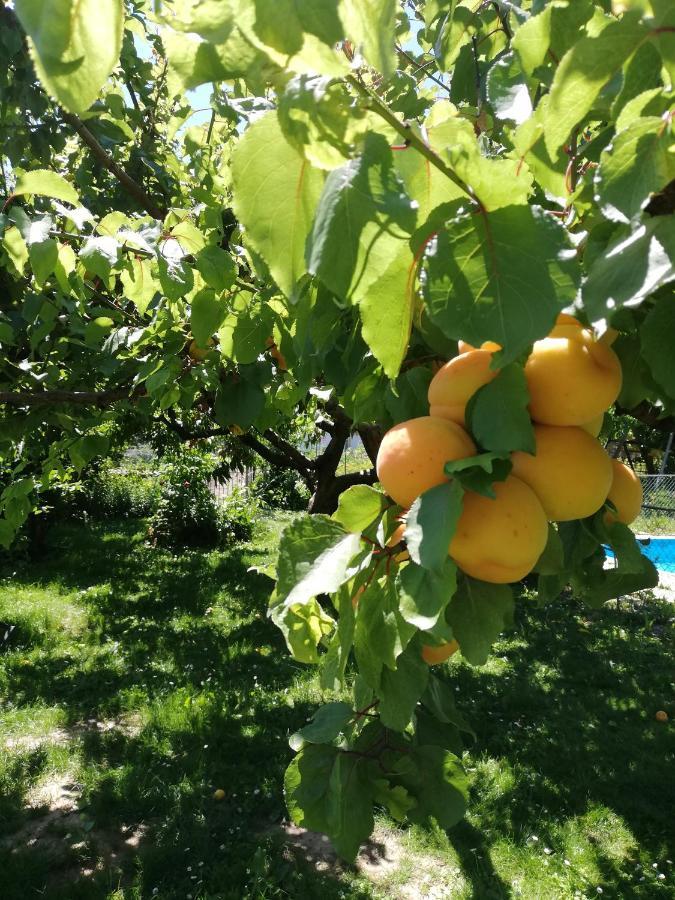 Ansitz Grustdorf Daire Appiano Sulla Strada Del Vino Dış mekan fotoğraf